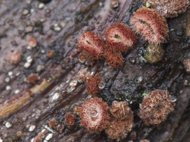 Perrotia flammea